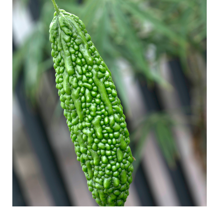 🍃 Karela (Bitter Gourd)