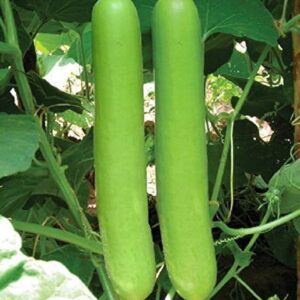 Bottle Gourd
