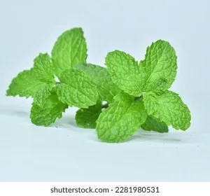 Mint Leaves (Pudina)
